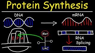 Transcription and Translation  Protein Synthesis From DNA  Biology [upl. by Jordanson]