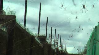 Scary spiders Nephila Madagascariensis spider [upl. by Elocal]