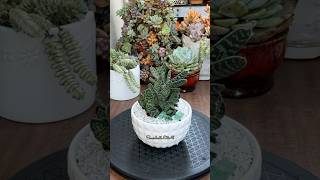 Succulent TipsRepotting Gasteria Gracillis🪴 succulents repotting suculentas [upl. by Kettie]