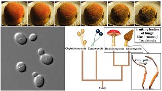 Fungi Chitin Yeasts Molds Mushrooms and Decomposition [upl. by Hogg870]