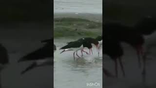 oystercatchers are hilarious 🤣 [upl. by Oivat722]