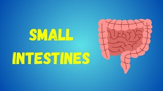 Small Intestines and Large Intestines  Their Complete Features  Mesenteries  Neurovascular Supply [upl. by Aneret]