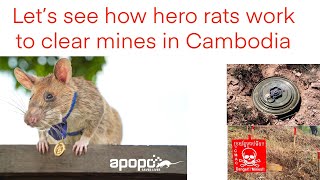 Visit hero rats at Apopo Cambodia  in Siem Reap province [upl. by Keith598]