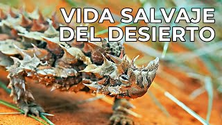 El Mundo Salvaje Los Desiertos  Free Documentary Nature  Español [upl. by Raviv308]