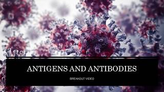 Antigens and Antibodies [upl. by Naimerej214]