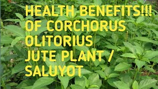 Health Benefits Of Corchorus olitorius l JUTE l Saluyot [upl. by Margarete607]