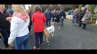 Great joy at presentations for Clonmel coursing 2023 [upl. by Hasseman110]