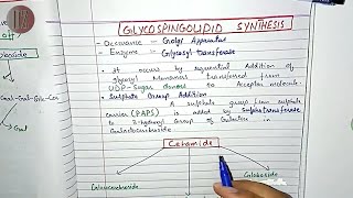 Glycosphingolipid Synthesis and Degradation  Lipid Metabolism  Doctor Z [upl. by Seraphine]