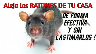 ✅ Aleja los RATONES DE TU CASA de forma EFECTIVA sin lastimarlos  Dulce y Natural [upl. by Nylloh]