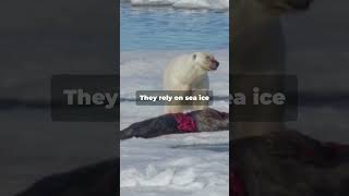 Majestic Polar Bears Guardians of the Arctic [upl. by Geier]