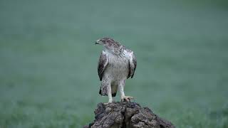 Bonelli´s eagle If not the prettiest one of the most beautifull eagles that live in Portugal [upl. by Oruntha]