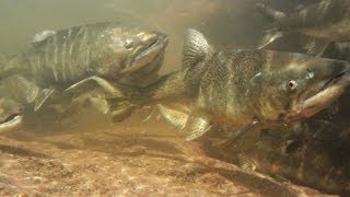 Salmon And Trout Hatchery Documentary [upl. by Adnohral]