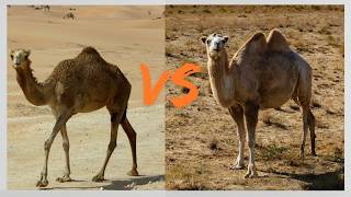 Two main types of camels Dromedary camel and bactrian camel [upl. by Releyks]