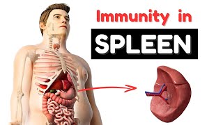 Immunity in Spleen animation [upl. by Trilbee888]