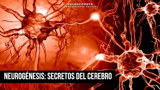 Potencia tu mente Descubre el poder de la Neurogénesis en la creación de nuevas células cerebrales [upl. by Suisyola]