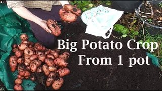 Allotment Diary  My Biggest Single Container Pot Grown Potato Harvest Yet [upl. by Kliment]