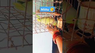 cute😘 taking Mittu 🦜Video shorts birds parrot [upl. by Haret]