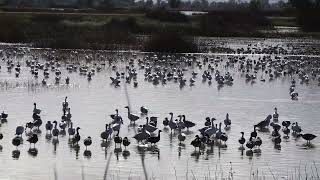 Sacramento National Wildlife Refuge [upl. by Ajak661]