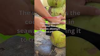 quotWhy Coconuts Have Water Inside 5 Surprising Factsquot facts coconut water [upl. by Teloiv]