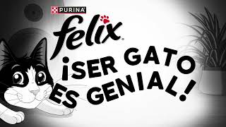 FELIX® Purina  Ser gato es genial [upl. by Anilecram906]