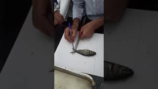 Morphometric characters of fish  Practical  MsZo  KU [upl. by Gavrielle]