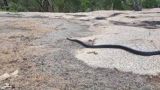 O maior predador da cobra cascavel documentario rei das serpentes [upl. by Anayek678]