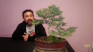 mantenimiento de chamaecyparis obtusa nana bonsai [upl. by Novrej]