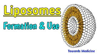 Liposomes  How liposomes are formed Use of Liposomes  Types of liposomes [upl. by Mord210]