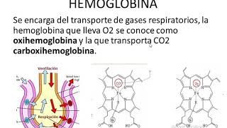 LAMINA PERIFERICA FISIOLOGIA [upl. by Cattan977]