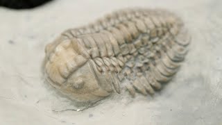 Finding Trilobites on Anticosti Island [upl. by Cilka114]