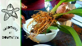 How To Repot An Oncidium [upl. by Isman222]