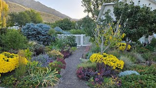 Whats Blooming in My Zone 7 Water Wise Landscape in October [upl. by Garihc707]