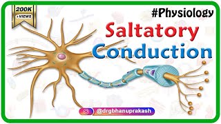 Saltatory conduction  Conduction through Myelinated nerve fiber  Physiology medical animations [upl. by Beauchamp239]