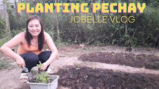 Planting Pechay [upl. by Mich773]