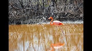 Curiosidades de los flamingos [upl. by Leidba88]