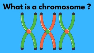 What is a chromosome [upl. by Adnavoj]