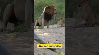 Lion cubs pester their father trendingreels wildlion [upl. by Loise]