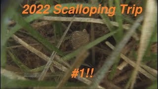 Steinhatchee Scalloping Opening Week First Trip Of 2022 [upl. by Nylinnej]