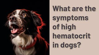 What are the symptoms of high hematocrit in dogs [upl. by Zink]