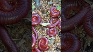 I Tried Millipede Bait for 30 Days and It Changed Everything 9 [upl. by Pulcheria]