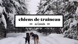 2 minutes de chiens de traîneau au Canada [upl. by Anisor370]