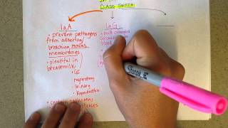 Immunoglobulins  Structure and Types of Antibodies part 2 [upl. by Ahsocin]