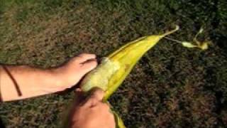 Peeling a Homegrown Loofah Sponge Pod [upl. by Timmi]