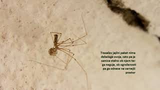 House spider Pholcus phalangioides – Tresači  hišni pajki [upl. by Atiuqam807]