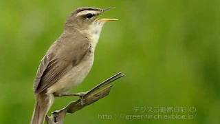 コヨシキリBlackbrowed Reed Warbler [upl. by Samp]