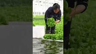 Harvesting hydroponic vegetablesvegetableHydroponic plantsSoilless Planting [upl. by Dukey]