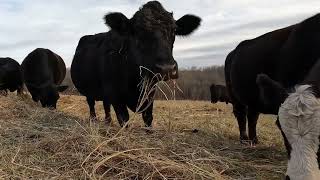 Hay Time for the Cattle [upl. by Niloc]