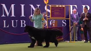 Newfoundlands  Breed Judging 2024 [upl. by Eydnarb]