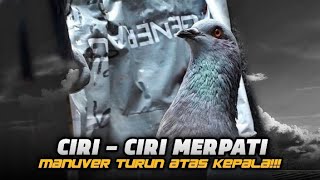 CIRI  CIRI MERPATI TURUN ATAS KEPALA‼️ [upl. by Acinomed]