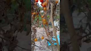 ASMR Planta seca de cherrys cherry fruit asmr [upl. by Ciprian]